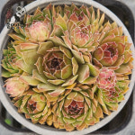 [풀멍상점] 루비포트 바위솔(6.15) /  노지.월동 야생/ 선별발송 분채배송/ 방수라벨 이름표포함.  농장직접 배송 : 풀멍상점