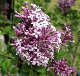 미스김라일락, 120L포트 : 미래나무농장