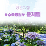 수국정원 윤제림 성림정원 수국/초록융단 대한다원 보성녹차밭 : 무궁화관광