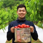 천도복숭아 이노센스 보배 망고복숭아 경북 경산 옐로 엘로 옐로우드림 신비 신선 딱딱이 딱복 : 호야랑농장