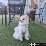 비바피노 플라워 튜튜리본 크롭하네스 핑크 : 비바피노 vivafino