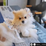 비바피노 플라워 튜튜리본 크롭하네스 핑크 : 비바피노 vivafino
