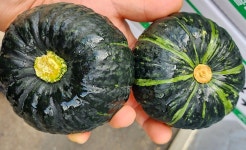 365일 미니밤호박 미니단호박 특2kg.4kg : 이게대박상회