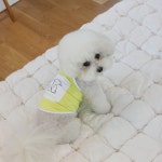 강아지 쿨나시 프렌즈 애견 홀터넥 아이스팩 민소매 티셔츠 여름옷 코코리베 S : 코코리베 CocoLiebe