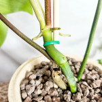 와이키키농장 식물만 플로리다 뷰티 그린 감성 식물 인테리어 플랜테리어 공기정화 토분 카페 : 와이키키 농장