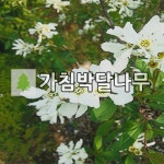 가침박달나무 묘목 R3-4cm : 언니농원