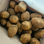 26년 햇감자 포슬포슬 제철 제주 탐나감자 5kg 10kg 산지직송 : 평대돌담농장