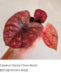 Caladium Taichai Cherry Bomb  칼라디움 타이차이 체리밤 : 태양바라기9