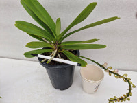 다화지갑란.중국원종.예쁜핑크색꽃.꽃모양예쁨.아주좋은향.귀한상품.고급종.인기상품.아주좋은향. : 꽃천지