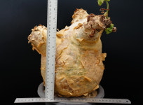 시포스템마 우터 var.마크로푸스 왕대품-250618 아프리카식물 코덱스농장멸종위기희귀식물 : 에이플랜트