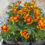 메리골드 15개 30개 단색 할인구성 : 골드씨드