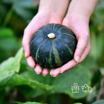 제주 미니밤호박 촉촉한 단맛 당일수확 산지직송 소과 로얄과 2kg : 열혈파머