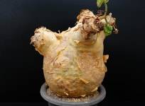 시포스템마 우터 var.마크로푸스 왕대품-250618 아프리카식물 코덱스농장멸종위기희귀식물 : 에이플랜트