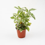 한국화훼농협 무늬산호수 농장직송 관엽식물 공기정화식물 플랜테리어 실내화초 반려식물 : 한국화훼농협