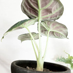 와이키키농장 식물만 알로카시아 블랙 벨벳 감성 인테리어 식물 플랜테리어 인테리어 책상 예쁜 : 와이키키 농장