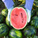 산지직송 고당도 꿀수박 프리미엄 선물용 연중생산 : 만월팜