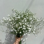 안개꽃(드림송)  농장직송 졸업 생일 축하 장미꽃 꽃선물 장미 스승의날 어버이날 기념일 : 송현장미