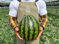 고창 고당도 하우스수박 오월농장 산지직송 오월애수박 : 고창 오월농장