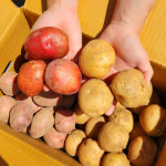 햇감자 감자 제주 수미감자 돼지감자 홍감자 2kg 3kg 5kg : 이웃집로컬푸드