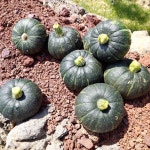 현선농장 제주 미니 단호박 보우짱 밤호박 애월 농장직송 : 현선농장