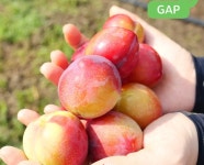 GAP 김천 /포모사 13일이후 발송 예정/하강농장 / 김천 대석  포모사 조아  피자두 도담  추희 품종별 순차 발송 : 하강농장