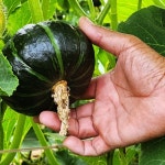 해남 밤호박 1박스 10kg, 미니단호박 : 땅끝 고모네 농장