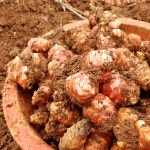 야곱의꿈농장 국산 초록 여주즙 30포 100% 돼지감자 포함 건강즙 : 야곱의꿈농장