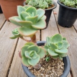 [수암다육] 레몬로즈 랜덤발송 Echeveria Lemon Rose 다육 다육이 다육식물 반려식물 국민다육 아프리카식물 식집사 528 : 수암다육농장