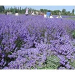 라벤더 주머니 30G - 옷 손상 방지 서랍 및 옷장용 홈 향수 : 더월드픽