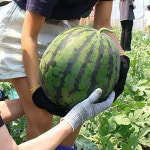 최상급 고당도 꿀수박 함안 우곡 무등산 고창 겨울수박 : 골라담자 몰