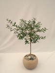 올리브나무 외목대 관엽식물 중형 반려식물 키우기 플랜트메이트 : Plantmate