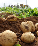 맛있는 금마 황동농장 햇 수미감자 5kg : 익산시 마을전자상거래지원단