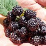 선운산농협 급냉 고창  복분자 10kg : 고창 마켓