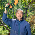 [신기새마을영농조합법인]청도재배 산지직송 달콤아삭 단감 24-28과 가을 제철과일 감 : 신기새마을몰