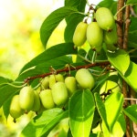 토종 다래 과실수 묘목 키위 : 더블유가든센터