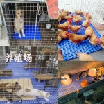 플라스틱파렛트 빠레트 조립식 바닥 소형 팔레트 빠렛트 경량용 : 블레스스토어777