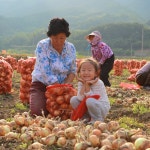 지리산 고랭지 양파 20kg, 1개 : 에덴영농조합법인