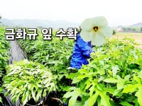 유기농 금화규 잎 분말 100g 식물성콜라겐 금화규 분말 고운블랙 전문 : 고운블랙 금화규