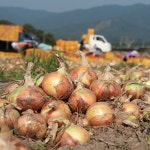 지리산 고랭지 양파 20kg, 1개 : 에덴영농조합법인