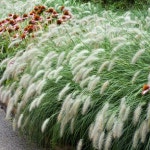 하멜른 지름9cm 포트묘 (그라스 사초 초화류 야생화 정원 조경 카페식물) : 트리마켓TreeMarket