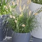 하멜른 지름9cm 포트묘 (그라스 사초 초화류 야생화 정원 조경 카페식물) : 트리마켓TreeMarket