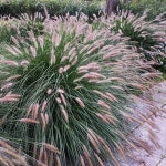 하멜른 지름9cm 포트묘 (그라스 사초 초화류 야생화 정원 조경 카페식물) : 트리마켓TreeMarket