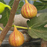 [무농약친환경] 국내산 함평 건무화과 100g 200g 말린 청무화과 홍무화과 반건조 말랭이 건강한 간식 건조과일 좋은 음식 : 올곧농장