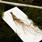 [귀한선물 3+1] 총 4세트 최고급 산양산삼 7~8년근 8뿌리 프리미엄 선물세트 보양식 : 올곧농장