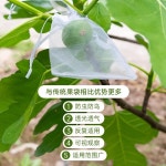100개 방충방조과수봉지 사과 그물망 과수봉지 농장 과일 봉투 핀부착 : 따스한 마켓