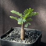 [동일품] 아프리카식물/세나 메리디오날리스 Senna meridionalis -5582 아프리카농장 : 아프리카 농장