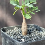 [동일품] 아프리카식물/세나 메리디오날리스 Senna meridionalis -5582 아프리카농장 : 아프리카 농장