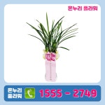 동양란 : 온누리플라워A