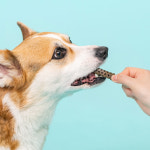 덴티멀 강아지 간식 덴탈껌 더블액션 츄 오리지널 20개입+더블액션 치약 60g : 브리지테일