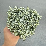 칼라데아 화이트스타 미니 풍성한 한포트 피토니아 : 네츄럴 플랜츠